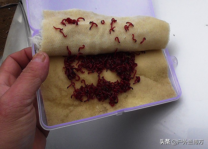 冬季钓鲫鱼红虫和虾饵哪个好,冬季夜钓鲫鱼用红虫钓鲫鱼怎么样