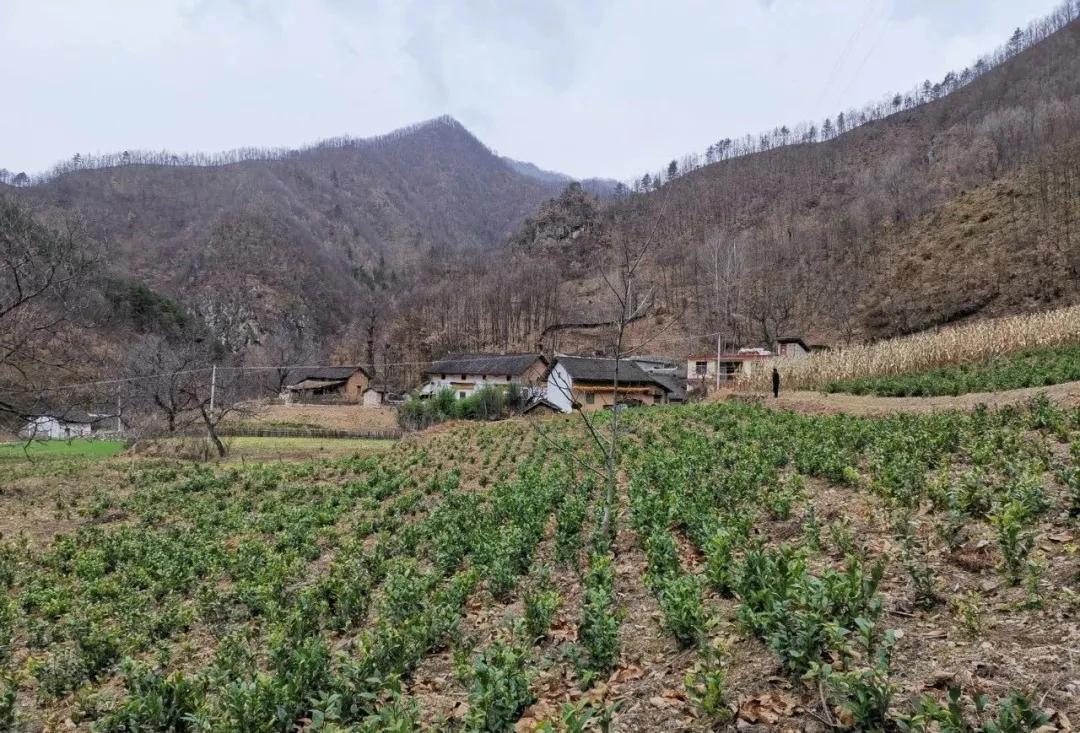 同心奔小康·柞水行|“山茶娃”凝聚浓浓“山海情”
