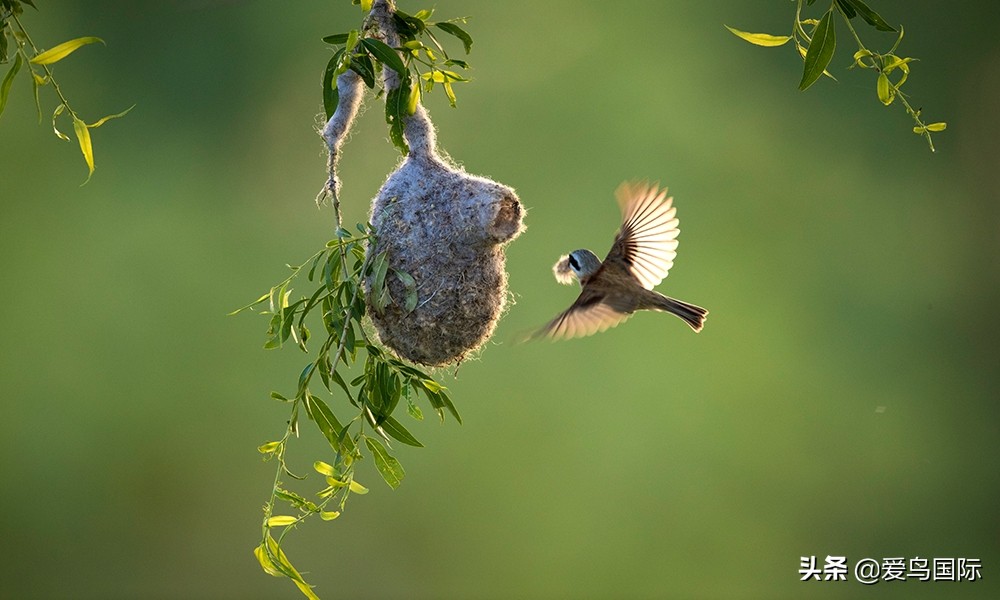 观鸟作品,观鸟优秀作品