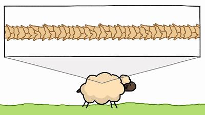 100%绵羊毛羊毛衫怎么清洗防缩水,纯绵羊羊毛衫洗后缩水多少公分