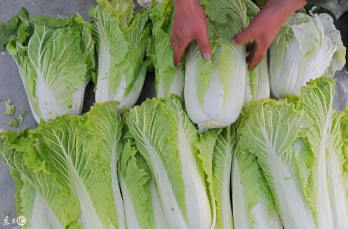 腌酸菜别只会加盐腌了,腌酸菜的注意事项