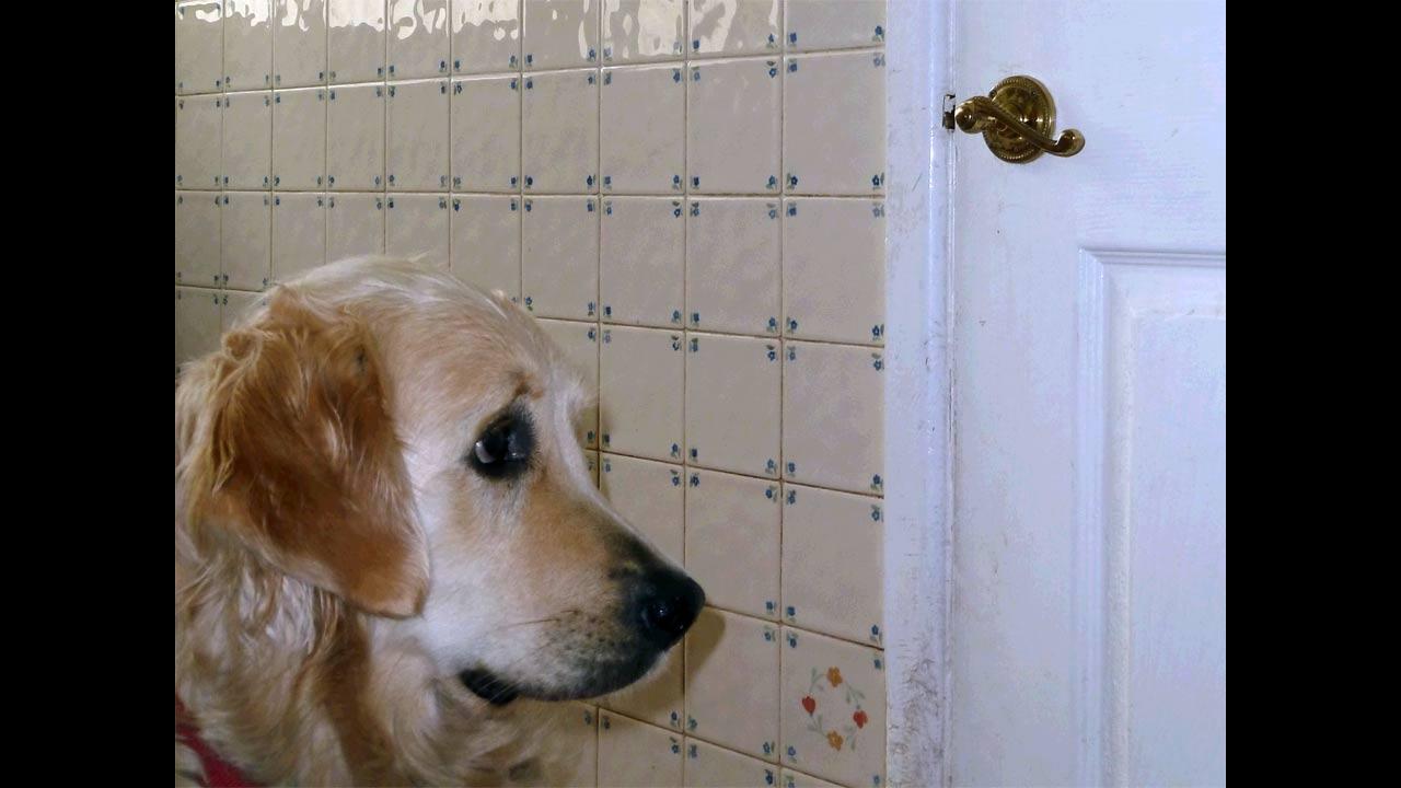 这种上古与人同葬的动物,还能帮你减肥、长寿?