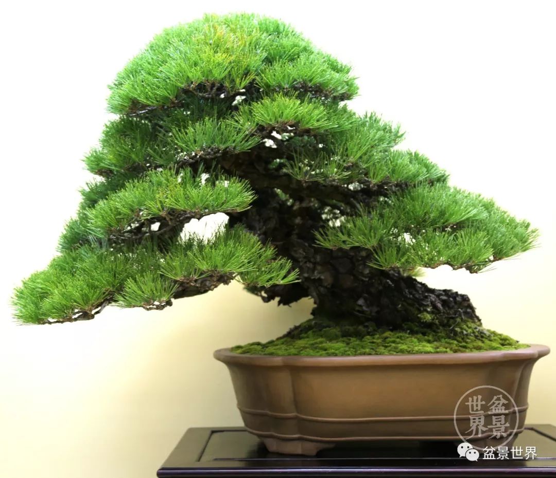 黑松盆景精品图片,黑松盆景精品欣赏