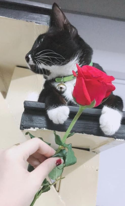 猫咪和主人的温馨时刻,和猫咪快乐的瞬间