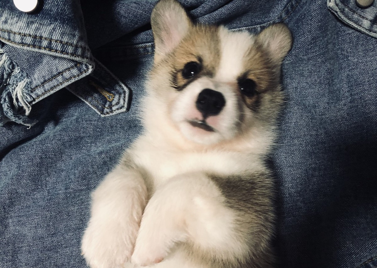 狗生的时候注意什么,狗生崽后主人注意什么