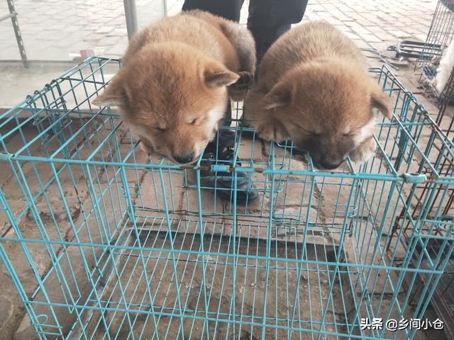 真正的狗市品种,哪里的狗市便宜品种又好种类又多