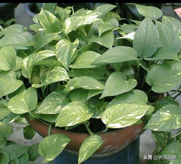绿萝土培怎么养才能更旺盛一些,土培绿萝怎么养才能不黄叶茂盛