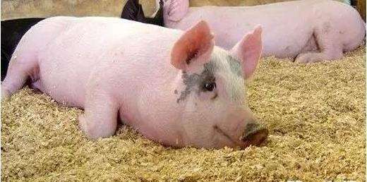 猪缺硫酸锌,猪锌缺乏的症状和治疗