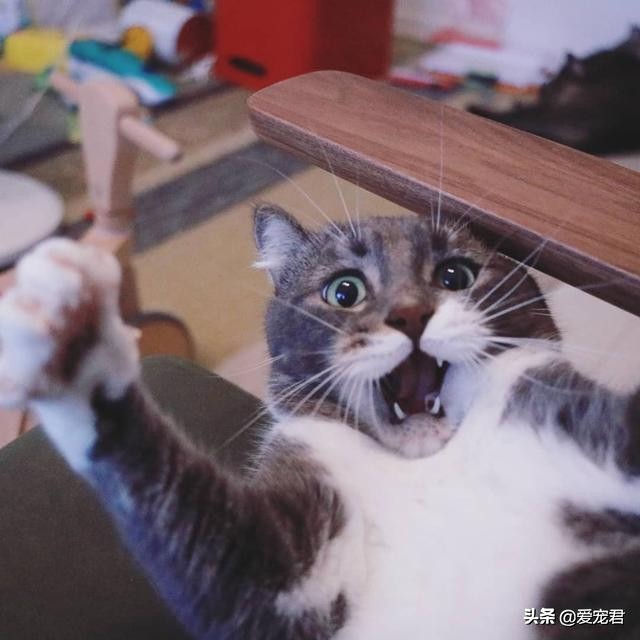 如何克服猫咪的紧张情绪,关于猫咪应激铲屎官应该了解一下