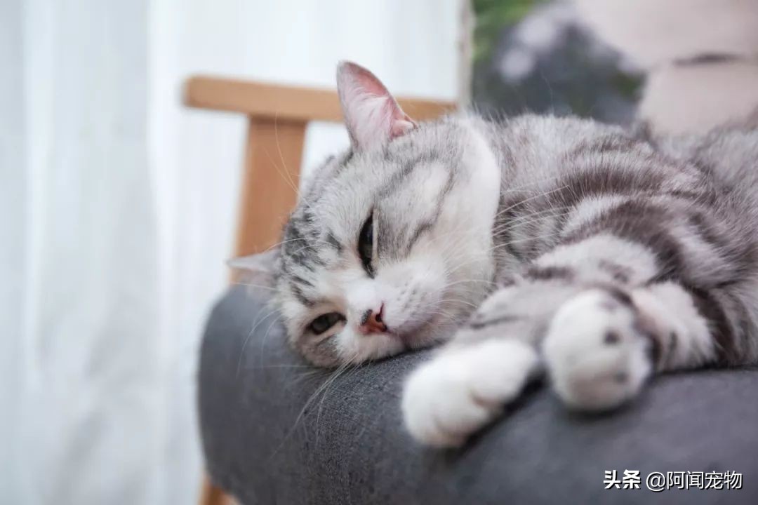 猫咪不洗澡也很干净,猫咪洗澡没冲干净有什么影响