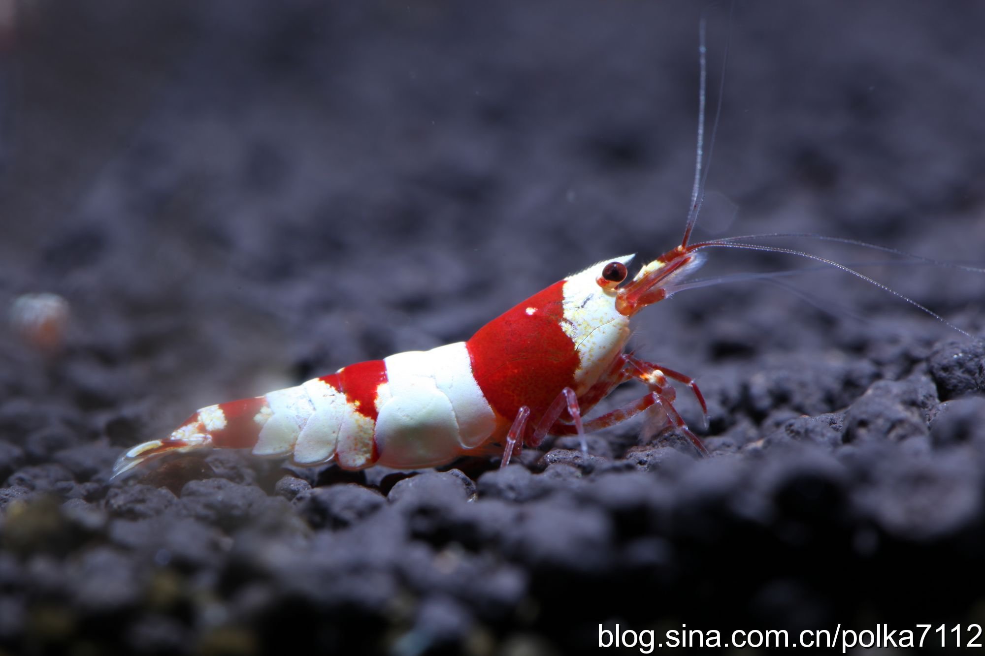 水晶虾产卵用单独饲养吗,水晶虾饲养视频教程