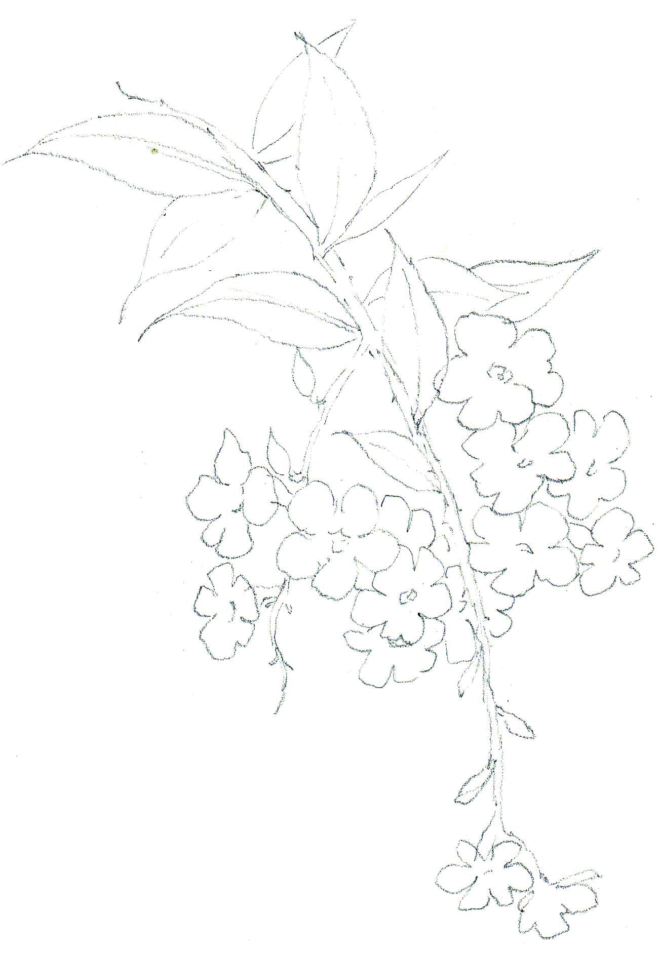 清爽又干净的水彩花卉手绘,学习水彩花卉画法步骤