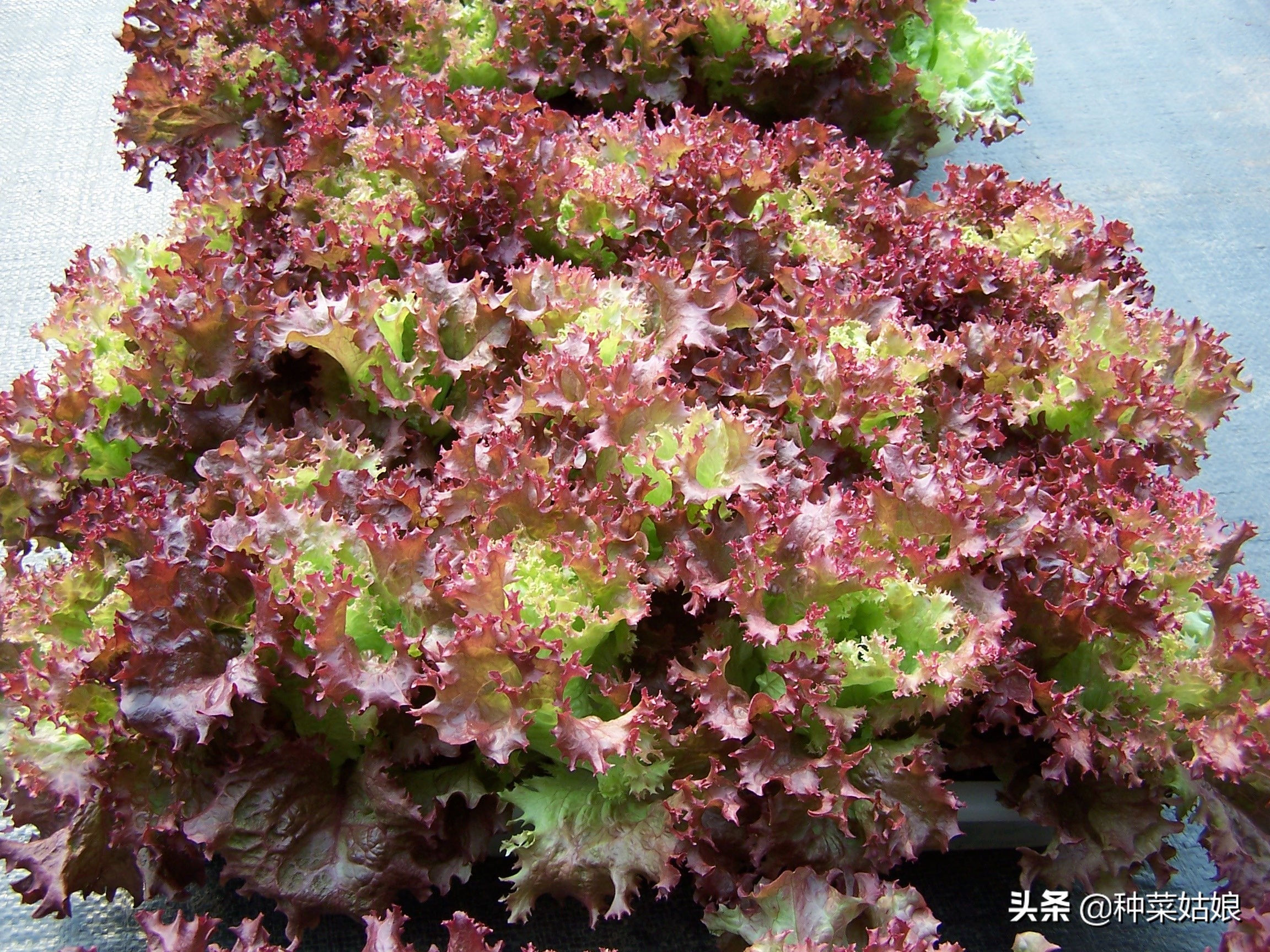 阳台蔬菜种植视频教程,阳台用泡沫箱种植蔬菜的方法