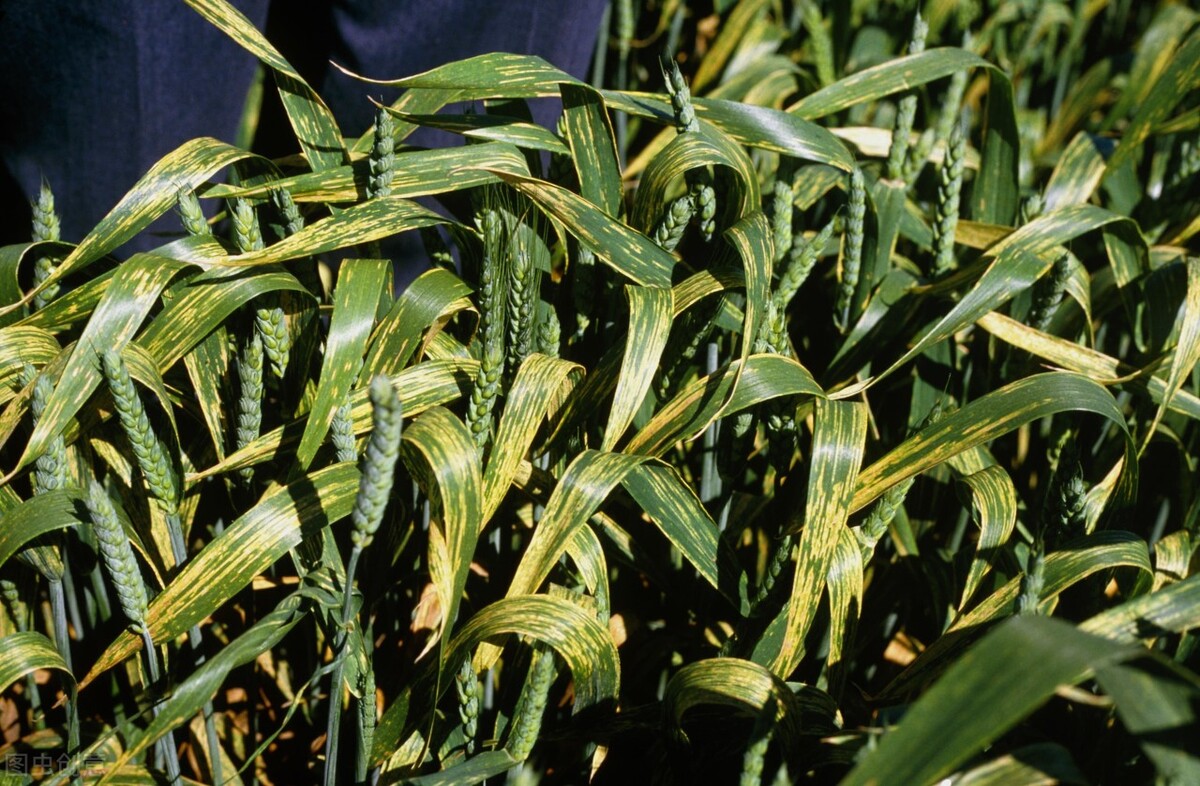 葱蒜锈病是什么原因,葱蒜处理方法