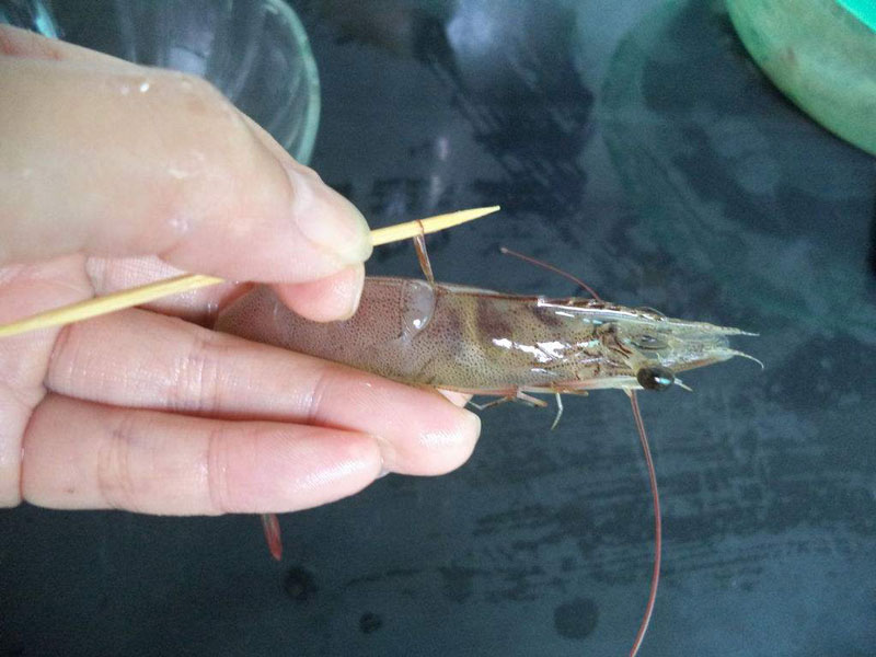 鲜虾不能用水煮？那是方法不对！正确的步骤应该这样