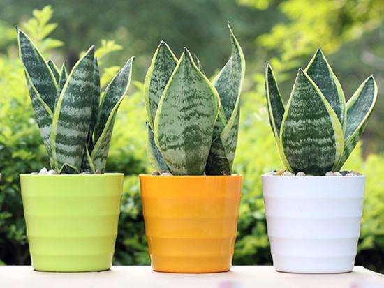 推荐又吸甲醛又好养的植物,哪些植物对猫咪无毒又能吸附甲醛