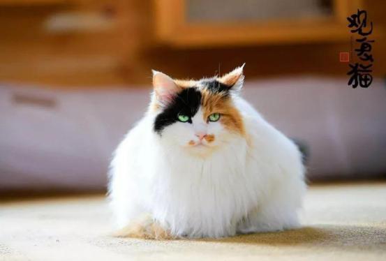 猫咪丢了最快找猫咪的方法,找回猫咪后应该怎么办