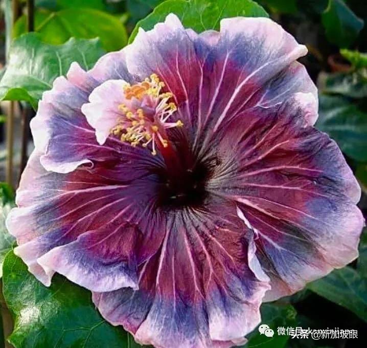 扶桑花和木槿花的区别图片,扶桑木槿花图片