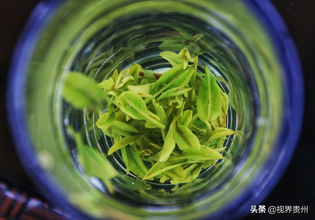 贵州茶海的春天有多美,贵州最美茶海