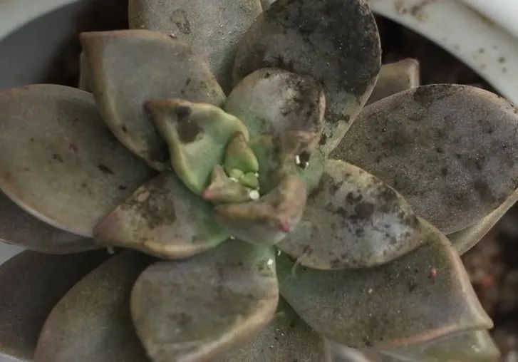 多肉煤烟病可以用酒精擦吗,多肉煤烟病怎么治