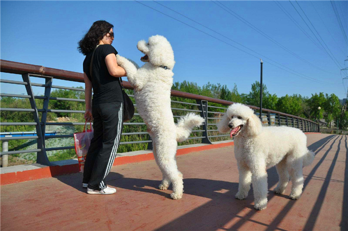 泰迪跟巨贵中间有什么关系呢,泰迪的正确喂养方法如下