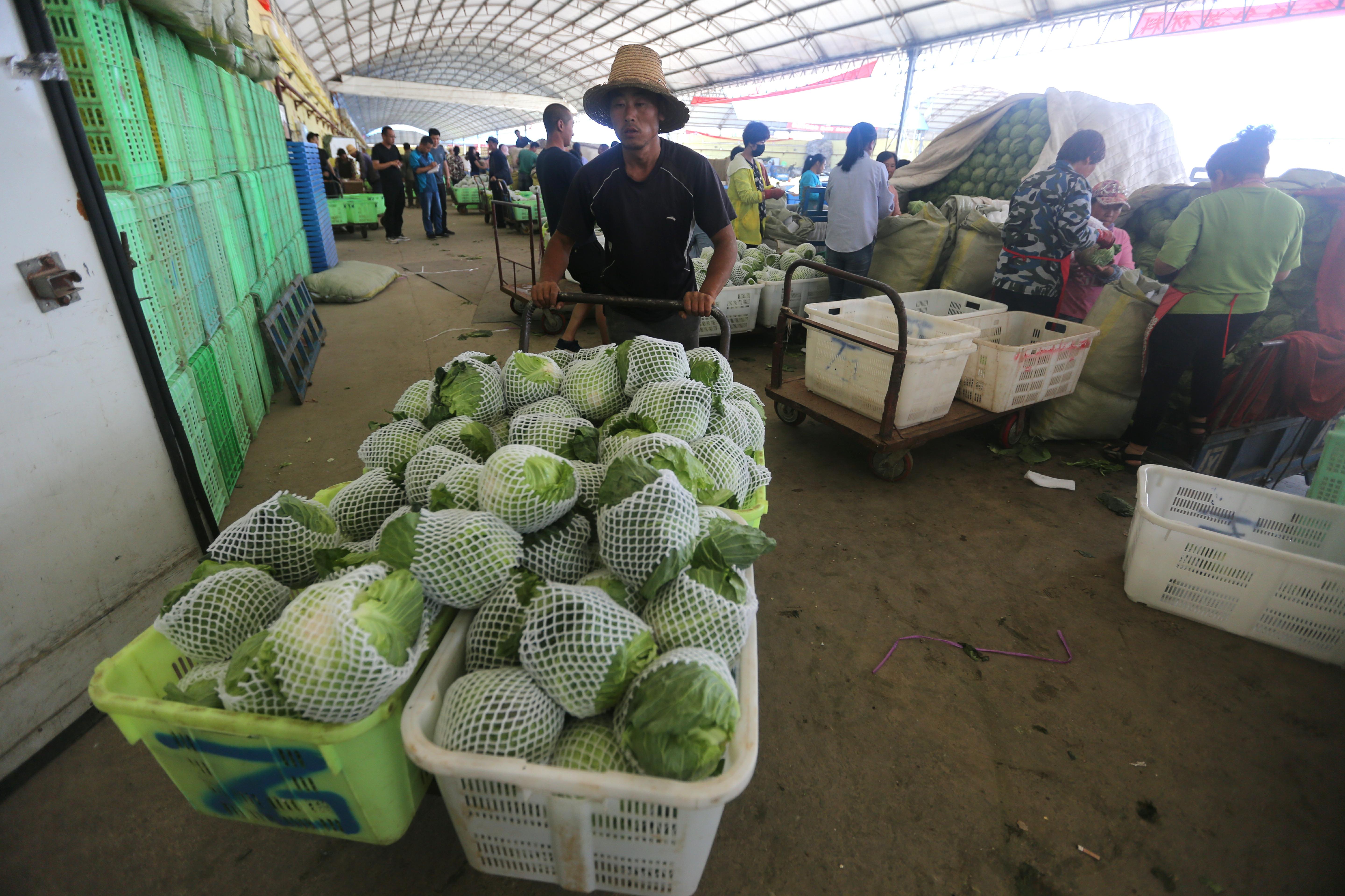又到蔬菜开花结果的季节,又到蔬菜收获季