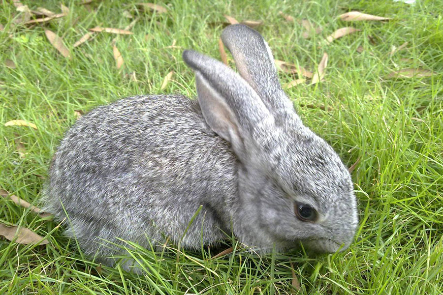 兔子每天喂多少饲料合适,兔子怎么喂不容易出毛病