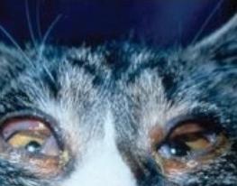 猫咪打喷嚏流鼻涕眼屎怎么治疗,猫咪打喷嚏流的鼻涕有硬芯