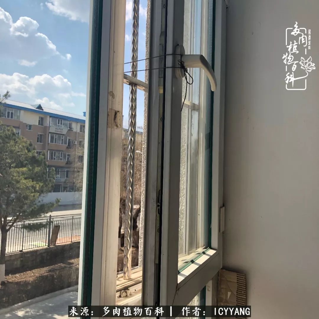 室内阳台多肉的养护方法,景天多肉养护