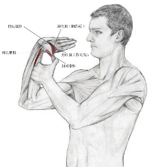 网友打羽球得网球肘用很多方法不见好，送他这套运动康复方案
