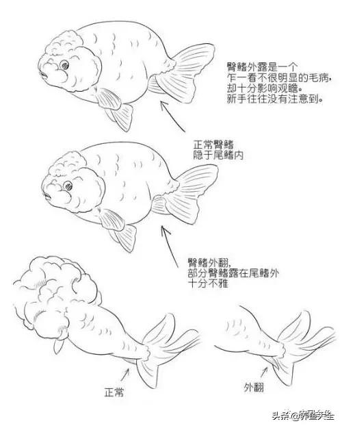 金鱼要怎样买才不会被坑,买金鱼的时候如何选才好