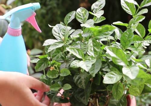 蜗牛窝里的小虫怎么消灭,蜗牛用什么方法驱赶