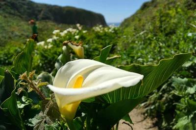 马蹄莲要醒花吗,马蹄莲一年开一次花