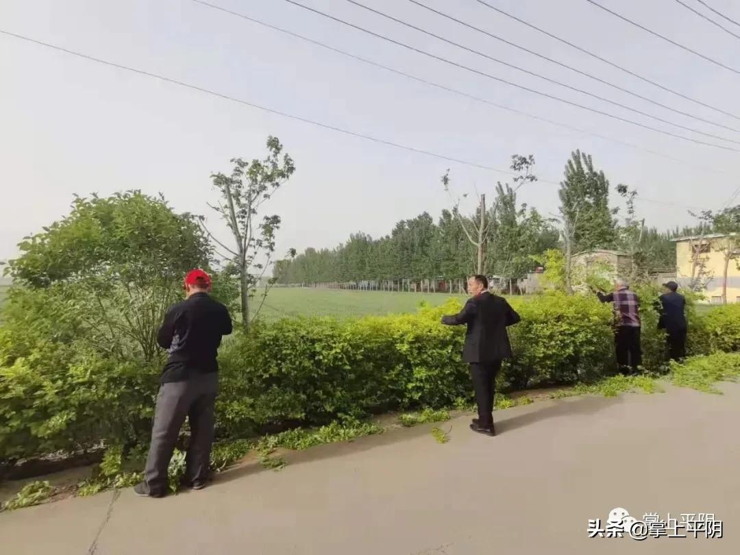 平阴新闻|街头艺术走进景区；玫瑰花监测价格公示