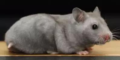 仓鼠的种类习性详细介绍,仓鼠有哪些亚种种类