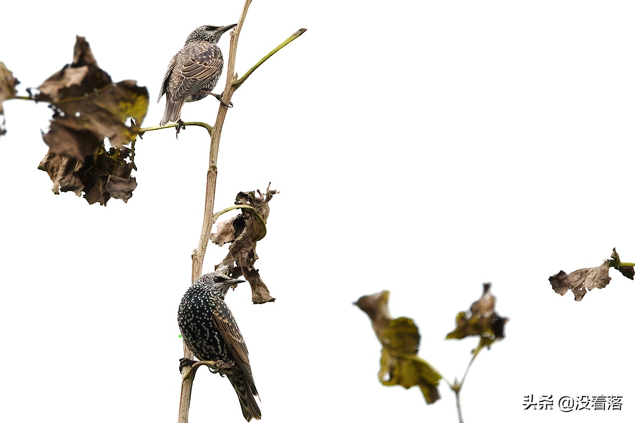 「10.13」北京沙河观鸟日记：收获长尾山椒鸟与中华攀雀