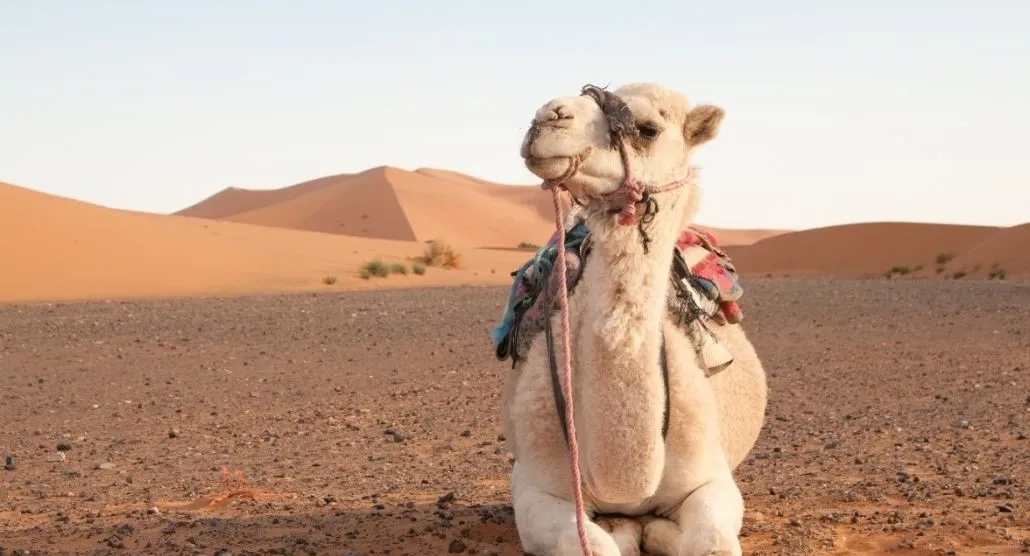 奶粉的生产工艺有什么区别 (奶粉的生产过程和工艺)