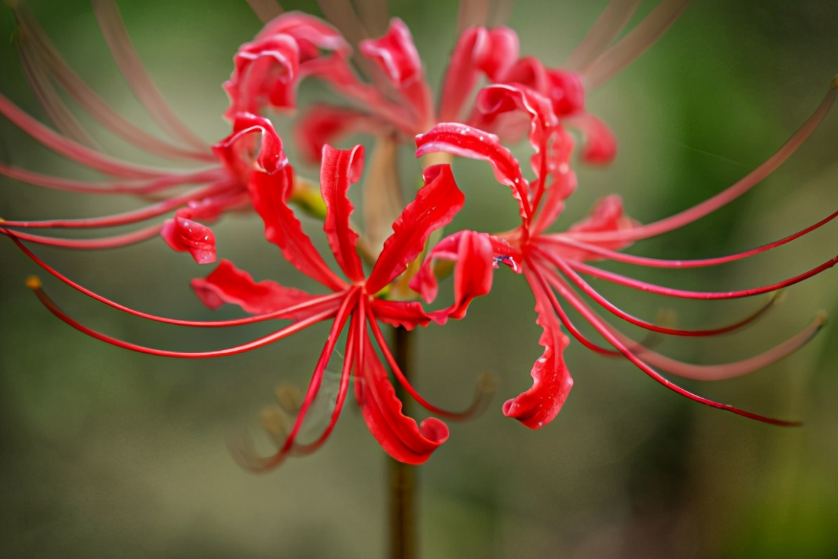 彼岸花什么时候掉叶子,彼岸花为什么没有叶子