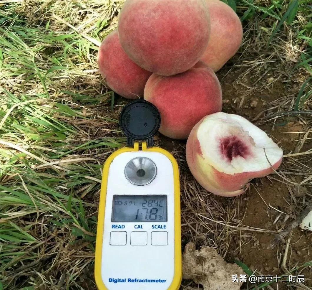 沂蒙山黄金水蜜桃,山东蒙阴金秋红蜜桃