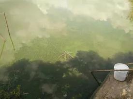 对虾黄鳃黑鳃是什么原因,对虾黄鳃防治