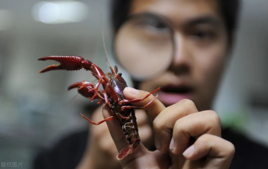 这种病千万别拖:6斤小龙虾下肚,诱发肛周脓肿