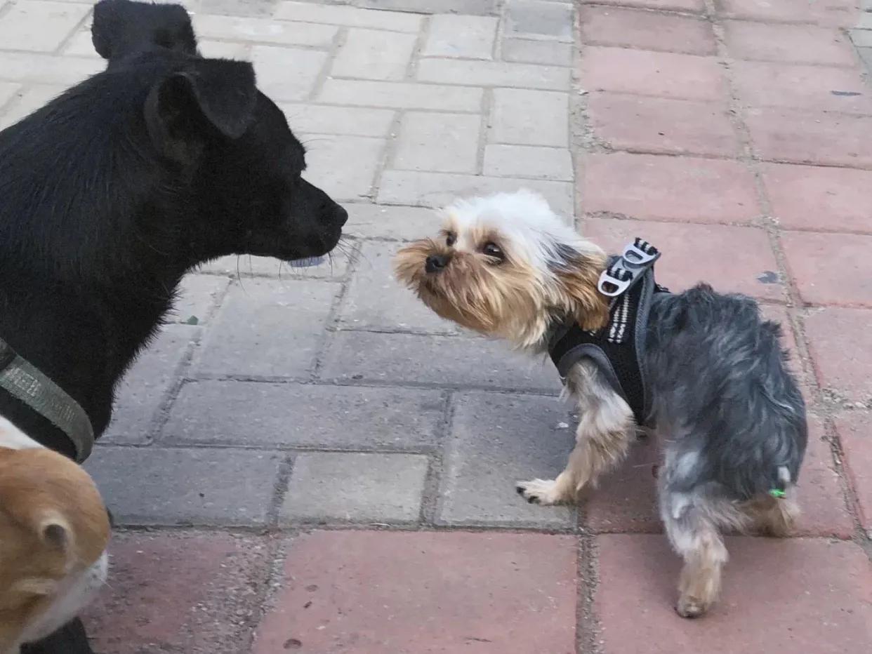 吉林市狗市卖约克夏小体多少钱,约克夏狗卖多少钱