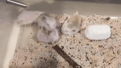 仓鼠宝宝无缘无故打同类是为什么,仓鼠宝宝打架