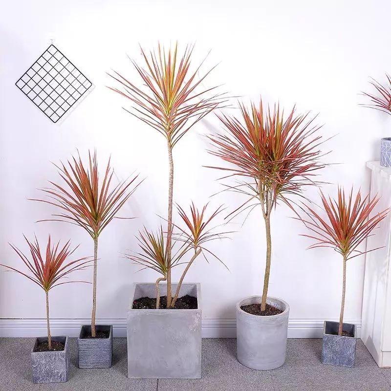 十大卧室养殖吸甲醛净化空气绿植,净化甲醛最有效绿植盆栽