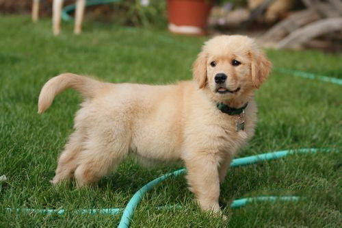 小狗淋雨后一直吐怎么办,小狗淋雨小猫淋雨