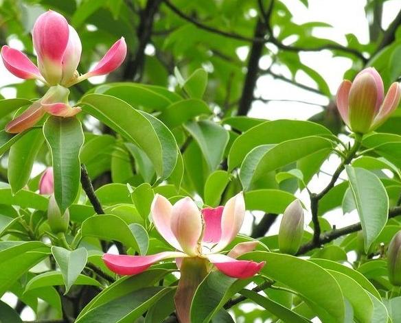 海藻面膜与普通面膜哪个效果更好,海藻面膜怎么用才有最好的效果