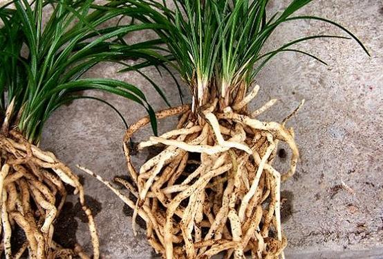 花草叶子干枯蔫了怎么回事,花缺水叶子都蔫了多久能恢复