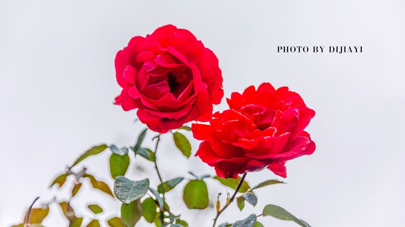 金坛花谷奇缘几月开花,金坛花谷奇缘地图