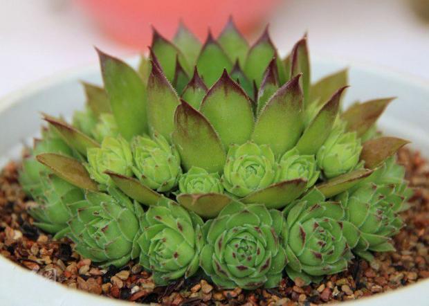 多肉观音莲的习性介绍,观音莲茎的习性