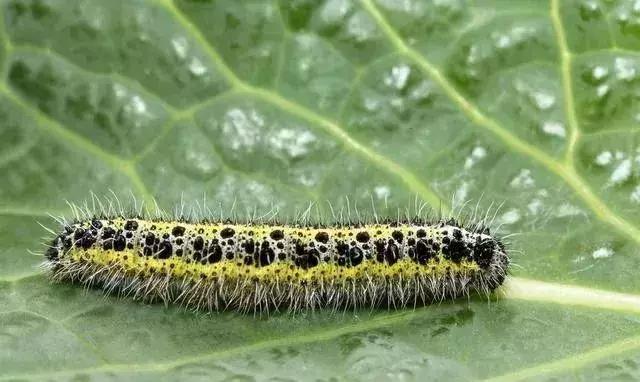 氯氰甲维盐能杀哪些虫效果好,甲维盐氯氰菊酯能打什么虫